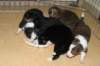 allpupsday242_small.jpg
