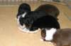 allpupsday243_small.jpg
