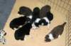 allpupsday24_small.jpg