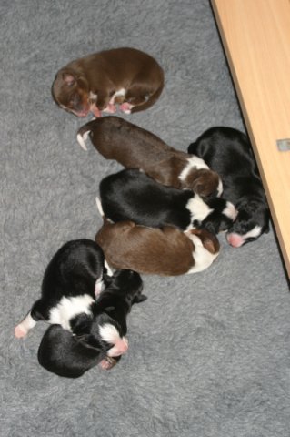 allpupsday4.jpg