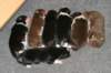 allpupsday42_small.jpg