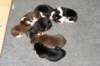 allpupsday8_small.jpg