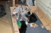 facepupsday372_small.jpg