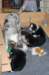facepupsday373_small.jpg