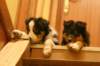 fairjoymatch10weeksold5_small.jpg