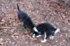fairjoymatch3monthsold_small.jpg