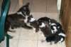 follypupsday282_small.jpg