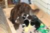 follypupsday284_small.jpg