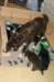 follypupsday285_small.jpg