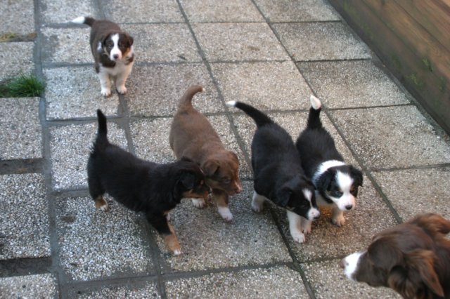 manypupsday37.jpg