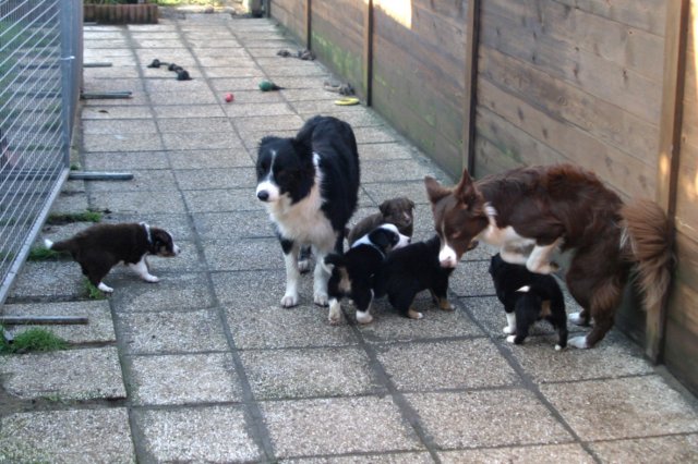 manypupsday372.jpg