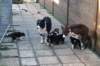 manypupsday372_small.jpg