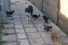 manypupsday373_small.jpg
