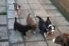 manypupsday37_small.jpg