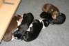 manypupsday8_small.jpg