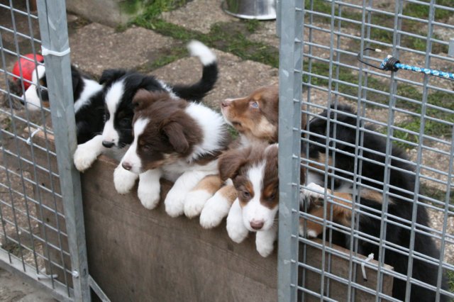 pupsatgateday52.jpg