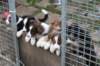 pupsatgateday52_small.jpg