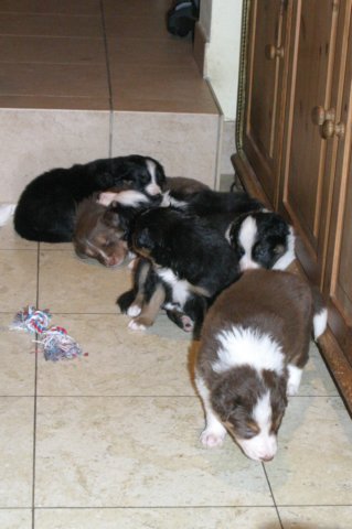 pupsday28.jpg