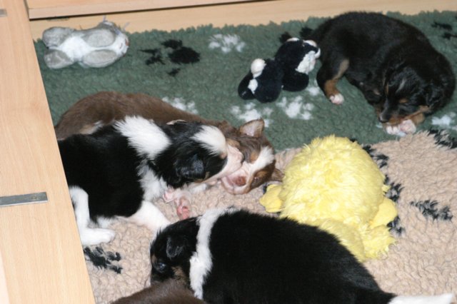 pupsday282.jpg
