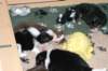 pupsday282_small.jpg