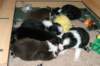 pupsday283_small.jpg