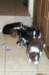pupsday28_small.jpg