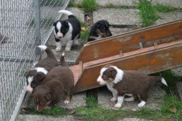 pupsday292.jpg