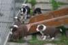 pupsday292_small.jpg