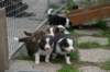 pupsday293_small.jpg
