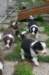 pupsday294_small.jpg