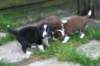 pupsday295_small.jpg