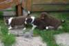 pupsday296_small.jpg