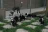 pupsday29_small.jpg