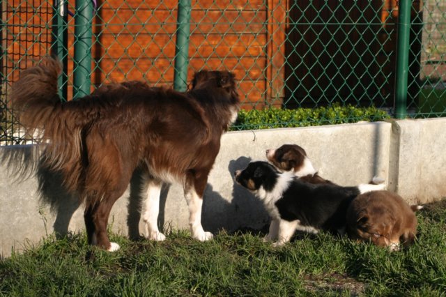 pupsday37crazy2.jpg