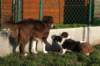 pupsday37crazy2_small.jpg
