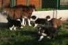 pupsday37crazy3_small.jpg