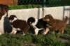 pupsday37crazy_small.jpg