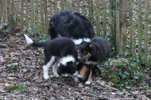 rascalpups.jpg