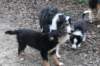 rascalpups2_small.jpg