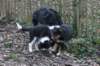 rascalpups_small.jpg