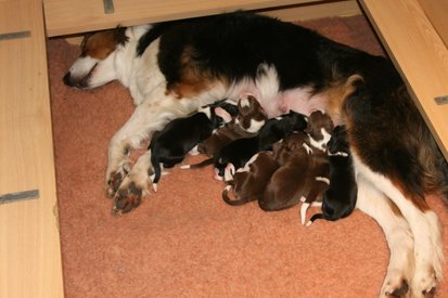 cyoupups1dayold2.jpg