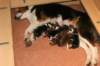 cyoupups1dayold2_small.jpg