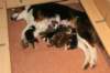 cyoupups1dayold_small.jpg