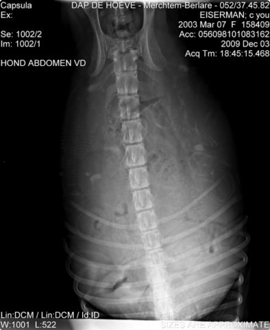 cyoupupxray.jpg