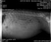 cyoupupxray2_small.jpg