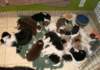 cyouspupsday28spicespupsday522_small.jpg