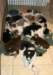 cyouspupsday28spicespupsday523_small.jpg