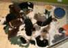 cyouspupsday28spicespupsday524_small.jpg