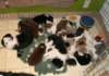 cyouspupsday28spicespupsday52_small.jpg