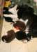 cyouspupsday30spicespupsday54withyuppie2_small.jpg
